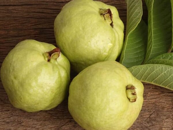 Guava Fruit Exotic (Peru)